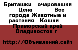 Бриташки - очаровашки.  › Цена ­ 3 000 - Все города Животные и растения » Кошки   . Приморский край,Владивосток г.